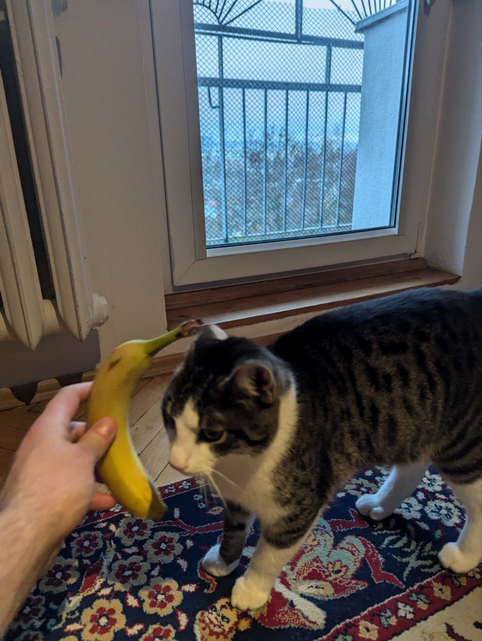 Kajzer talking to banana